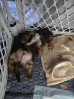 Liver male , a male Shih Tzu for sale in Granbury, TX – 6 of 8