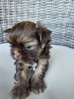 Liver male , a male Shih Tzu for sale in Granbury, TX – 5 of 8