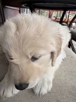 Booger, a male German Shepherd Dog and Golden Retriever for sale in Fort Collins, CO – 2 of 4