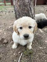 Sassy, a female German Shepherd Dog and Golden Retriever for sale in Fort Collins, CO – 3 of 4