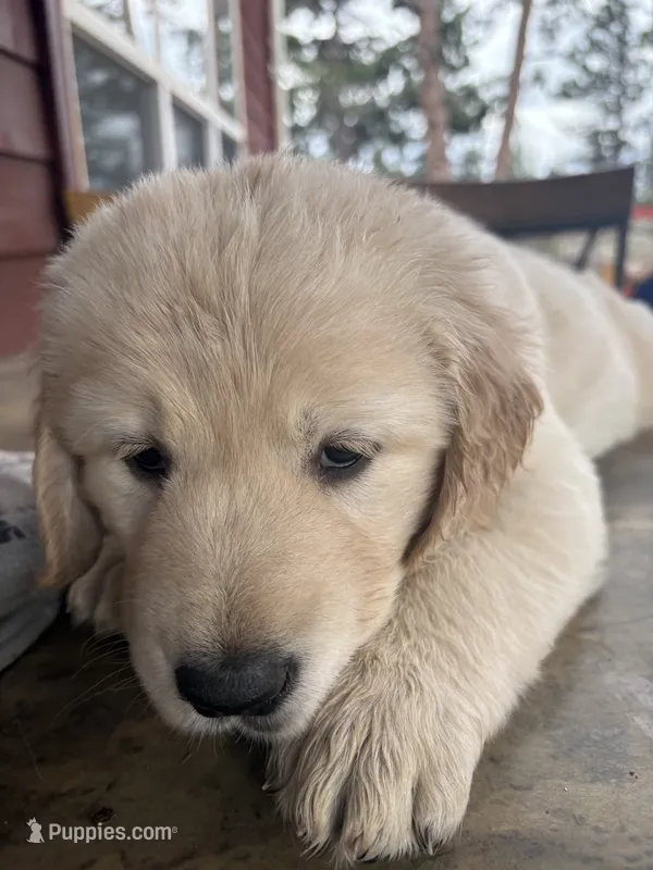 Blue – German Shepherd Dog, Golden Retriever puppy for sale in Fort Collins, CO