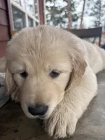 Blue, a male German Shepherd Dog and Golden Retriever for sale in Fort Collins, CO – 1 of 6