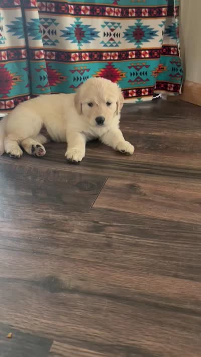 Booger, a male German Shepherd Dog and Golden Retriever for sale in Fort Collins, CO – 4 of 4