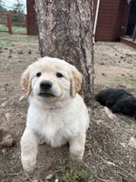 Sassy, a female German Shepherd Dog and Golden Retriever for sale in Fort Collins, CO – 2 of 4