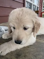 Blue, a male German Shepherd Dog and Golden Retriever for sale in Fort Collins, CO – 5 of 6