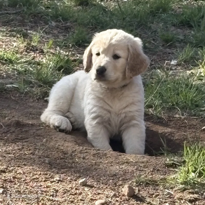 Blue – German Shepherd Dog, Golden Retriever puppy for sale in Fort Collins, CO
