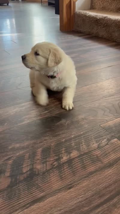 Sassy, a female German Shepherd Dog and Golden Retriever for sale in Fort Collins, CO – 4 of 4