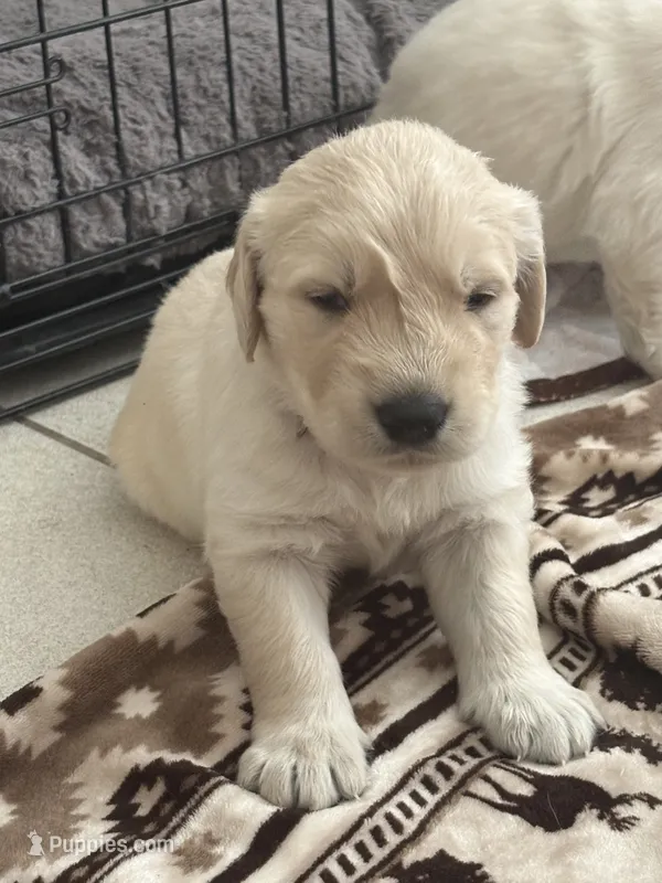 Booger – German Shepherd Dog, Golden Retriever puppy for sale in Fort Collins, CO