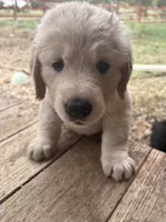 Blue, a male German Shepherd Dog and Golden Retriever for sale in Fort Collins, CO – 3 of 6