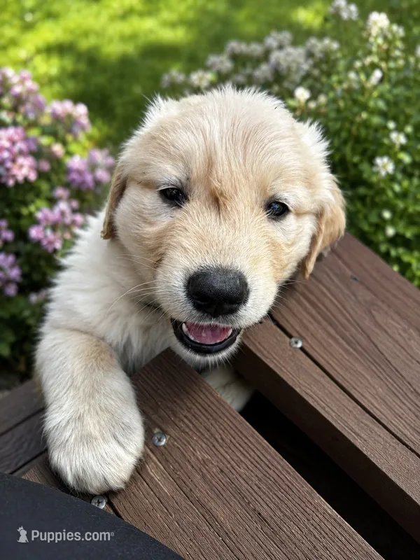 Booger – German Shepherd Dog, Golden Retriever puppy for sale in Fort Collins, CO