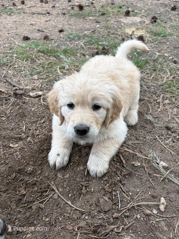 Sassy – German Shepherd Dog, Golden Retriever puppy for sale in Fort Collins, CO