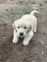 Sassy, a female German Shepherd Dog and Golden Retriever for sale in Fort Collins, CO – 1 of 4