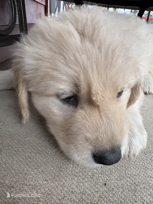Booger – German Shepherd Dog, Golden Retriever puppy for sale in Fort Collins, CO