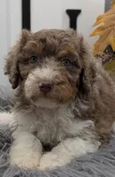 Small Standard Female, a female Poodle - Standard  for sale in Ada, OK – Photo 1 of 3