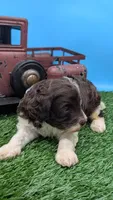 Chocolate Parti Female2, a female Labradoodle for sale in Ada, OK – 3 of 3