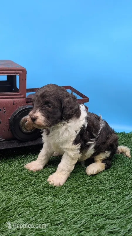 Chocolate Parti Female2 – Labradoodle puppy for sale in Ada, OK