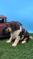 Chocolate Parti Female2, a female Labradoodle for sale in Ada, OK – 1 of 3