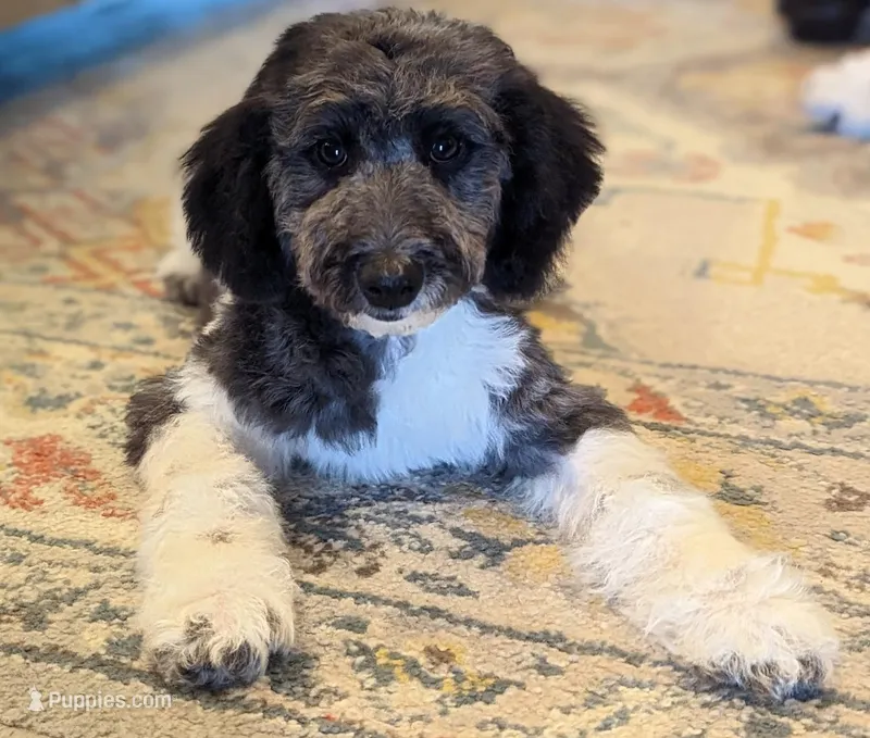 Mini F1b Labradoodle