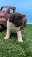 Chocolate Parti Female, a female Labradoodle for sale in Ada, OK – 3 of 3