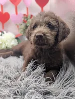 Small Standard girl, a female Labradoodle for sale in Ada, OK – Photo 4 of 4