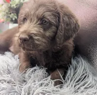 Small Standard girl, a female Labradoodle for sale in Ada, OK – Photo 3 of 4
