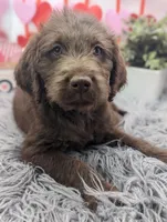 Small Standard girl, a female Labradoodle for sale in Ada, OK – Photo 2 of 4