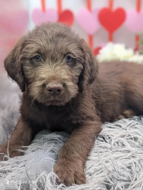 Small Standard girl, a female Labradoodle for sale in Ada, OK – Photo 1 of 4