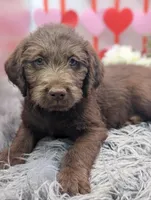 Small Standard girl, a female Labradoodle for sale in Ada, OK – Photo 1 of 4