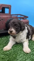 Chocolate Parti Female2, a female Labradoodle for sale in Ada, OK – 2 of 3