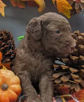 Mini F1b Labradoodle Male, a male Labradoodle for sale in Ada, OK – Photo 9 of 10