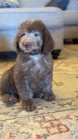 Mini F1b Labradoodle Male, a male Labradoodle for sale in Ada, OK – Photo 4 of 10