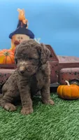 Mini F1b Labradoodle Male, a male Labradoodle for sale in Ada, OK – Photo 8 of 10