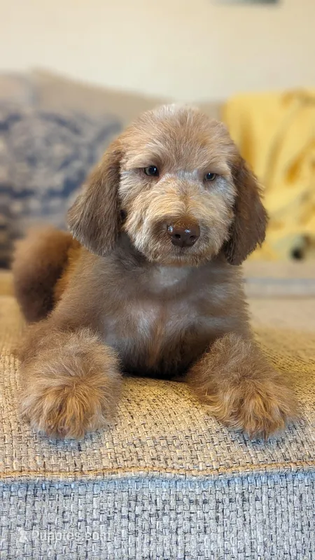Mini F1b Labradoodle Male, a male Labradoodle for sale in Ada, OK – Photo 1 of 10