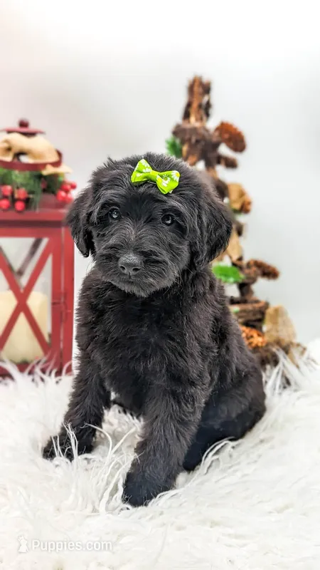 Green Collar Mini F1b Female, a female Labradoodle for sale in Ada, OK – Photo 1 of 4