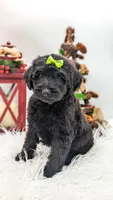 Green Collar Mini F1b Female, a female Labradoodle for sale in Ada, OK – Photo 1 of 4