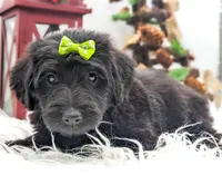 Green Collar Mini F1b Female, a female Labradoodle for sale in Ada, OK – Photo 2 of 4