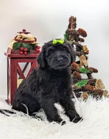 Green Collar Mini F1b Female, a female Labradoodle for sale in Ada, OK – Photo 3 of 4