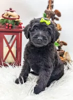 Green Collar Mini F1b Female, a female Labradoodle for sale in Ada, OK – Photo 4 of 4