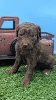 Chocolate Female, a female Labradoodle for sale in Ada, OK – 3 of 5