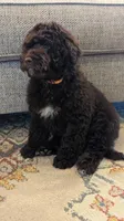 CKC F1b Mini, a male Labradoodle for sale in Ada, OK – Photo 4 of 5