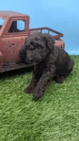 Black Female, a female Labradoodle for sale in Ada, OK – 2 of 4