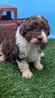 Chocolate Parti Boy, a male Labradoodle for sale in Ada, OK – 2 of 3