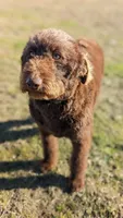 CKC Mini F1b Labradoodle, a female Labradoodle for sale in Ada, OK – Photo 2 of 3