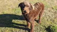 CKC Mini F1b Labradoodle, a female Labradoodle for sale in Ada, OK – Photo 1 of 3