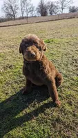 CKC Mini F1b Labradoodle, a female Labradoodle for sale in Ada, OK – Photo 3 of 3