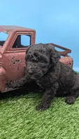 Black Female, a female Labradoodle for sale in Ada, OK – 4 of 4