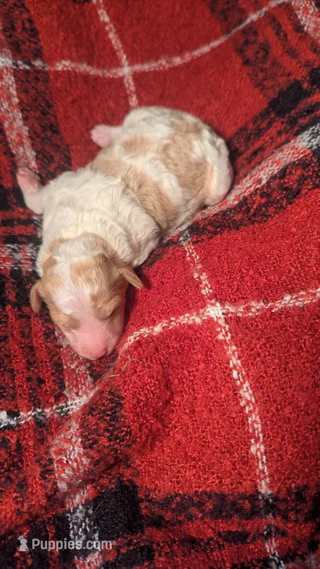 AKC cream parti Girl – Poodle - Standard  puppy for sale in Ada, OK