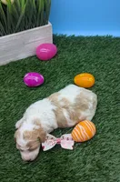 AKC cream parti Girl, a female Poodle - Standard  for sale in Ada, OK – 7 of 10