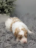 AKC cream parti Girl, a female Poodle - Standard  for sale in Ada, OK – 5 of 10
