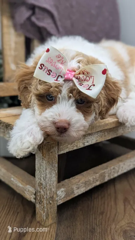 AKC cream parti Girl – Poodle - Standard  puppy for sale in Ada, OK